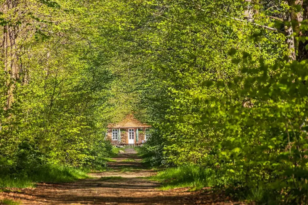 Waldweg im Ihlower Forst